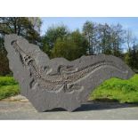 Hochseekrokodil (Steneosaurus bollensis) Platte: Etwa 305 x 155 cm. Wirbelsäulenlänge: ca. 3,1 m.