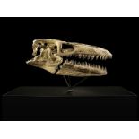 Schädel eines Mosasaurus Prognathodon sp. Schädellänge: ca. 120 cm. Kieferbreite: 53 cm. Sockelhöhe:
