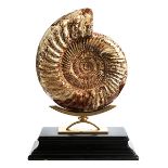 Fossiler Perisphinctidae Ammonit Durchmesser: ca. 23,5 cm. Gesamthöhe: 35 cm. Madagaskar. Der