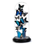Zehn drapierte Schmetterlinge auf einem Nussbaumzweig Gesamthöhe: ca. 59 cm. Unter Glassturz. Ein