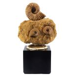 Gruppe Acanthoceras Ammoniten Ca. 35,5 x 36 cm. Tiefe: 20 cm. Gesamthöhe: ca. 64,5 cm. Madagaskar,