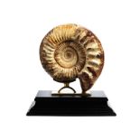 Fossiler Ammonit Durchmesser: maximal 21,3 cm. Gesamthöhe: ca. 26,5 cm. Madagaskar. Der