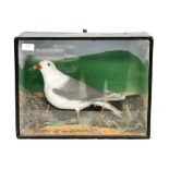 Taxidermy Seagull in case,