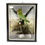 Taxidermy Green parrot in case
