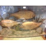 Taxidermy interest: A large cased taxidermy of three Fish