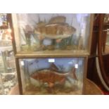 Taxidermy interest, a cased perch, dated 1931 with a cased Carp, possibly Roach,