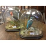 Taxidermy interest: A Kingfisher having mirrored base on wooden plinth under a glass oval dome,