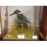 Taxidermy interest: a cased Kingfisher by JK Shelbourne of Leicestershire.