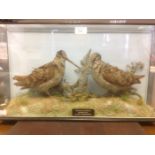 Taxidermy interest: a cased pair of Woodcock with plaque which reads "Shot of the 29th day of