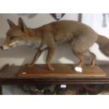 Taxidermy interest: A Fox on plaque