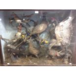 Taxidermy interest: A large cased taxidermy of game birds.