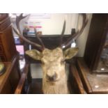 Taxidermy interest: A large Stag head complete with Antlers.