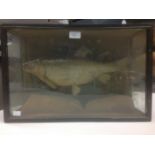 Taxidermy interest: a cased Carp