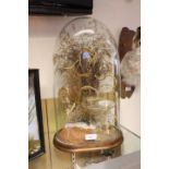 A Victorian glass display dome on wooden stand,