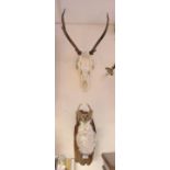 Taxidermy interest: A Rabbit style mounted head fitted with Deer horns,