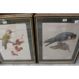 Seven bird prints from originals, watercolours, by Cecil Williams 'Great Spotted Woodpecker',