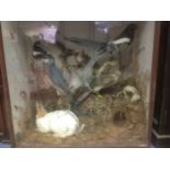 Taxidermy interest: A display case of taxidermy including birds and annuals,