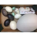 A collection of REPLICA blown Eggs of extinct birds.