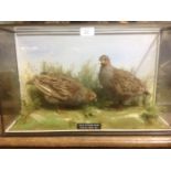 Taxidermy of a pair of Grey Partridges in a case.