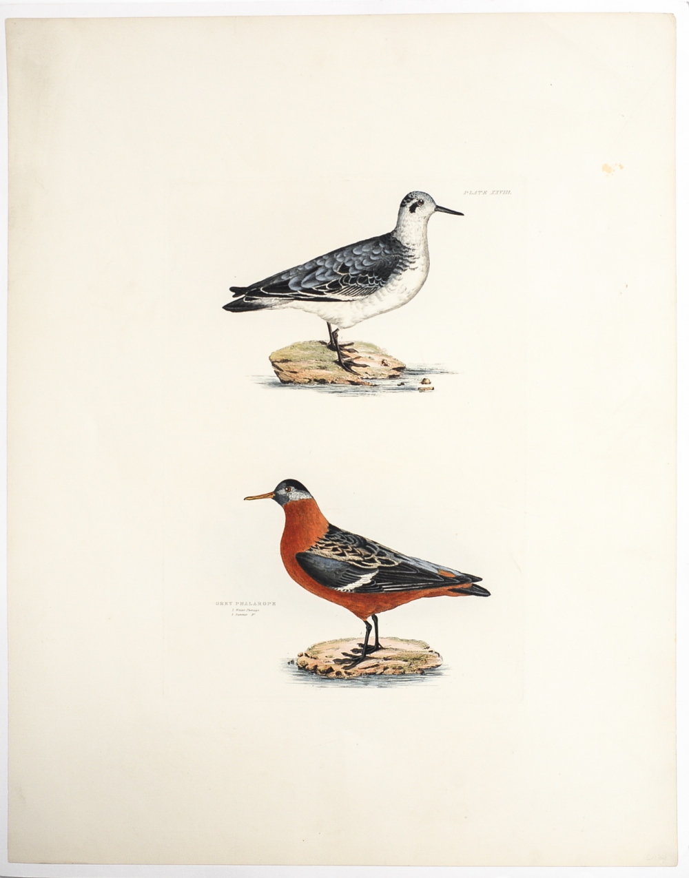 Natural History interest: Prideaux John Selby (1788-1867),