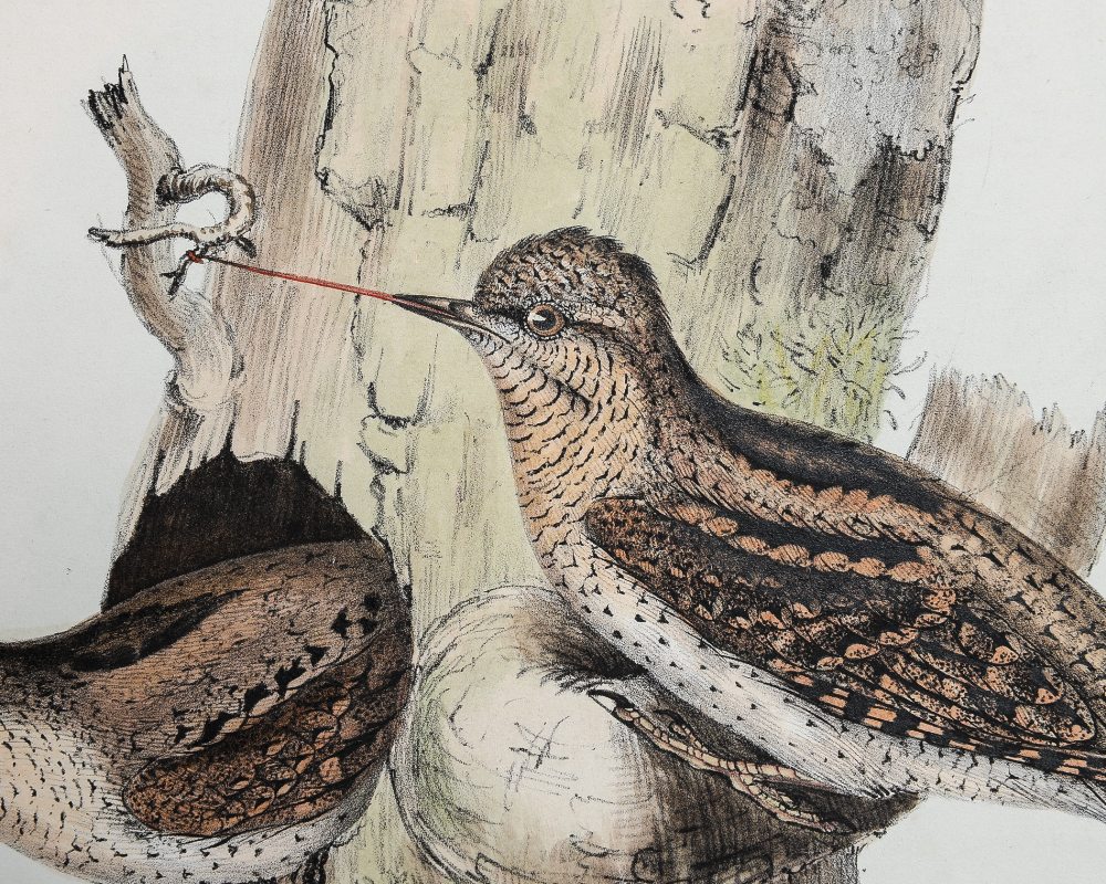 Natural History interest: 'Wry Neck', hand-coloured lithograph by John Gould and Elizabeth Gould, - Image 2 of 4