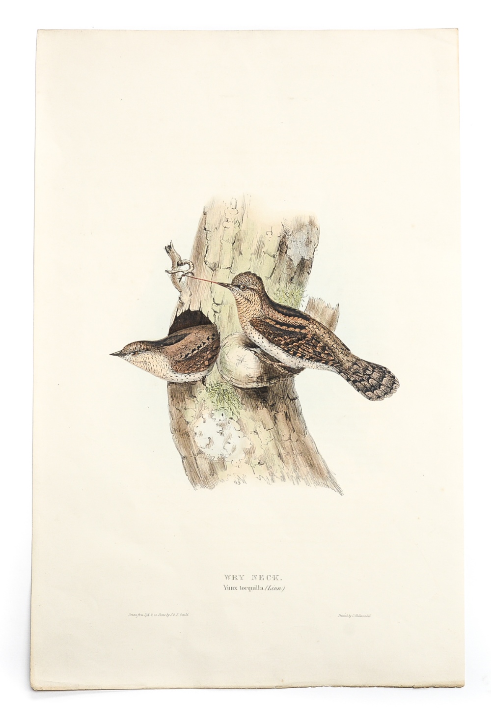 Natural History interest: 'Wry Neck', hand-coloured lithograph by John Gould and Elizabeth Gould,