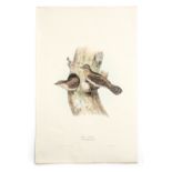 Natural History interest: 'Wry Neck', hand-coloured lithograph by John Gould and Elizabeth Gould,