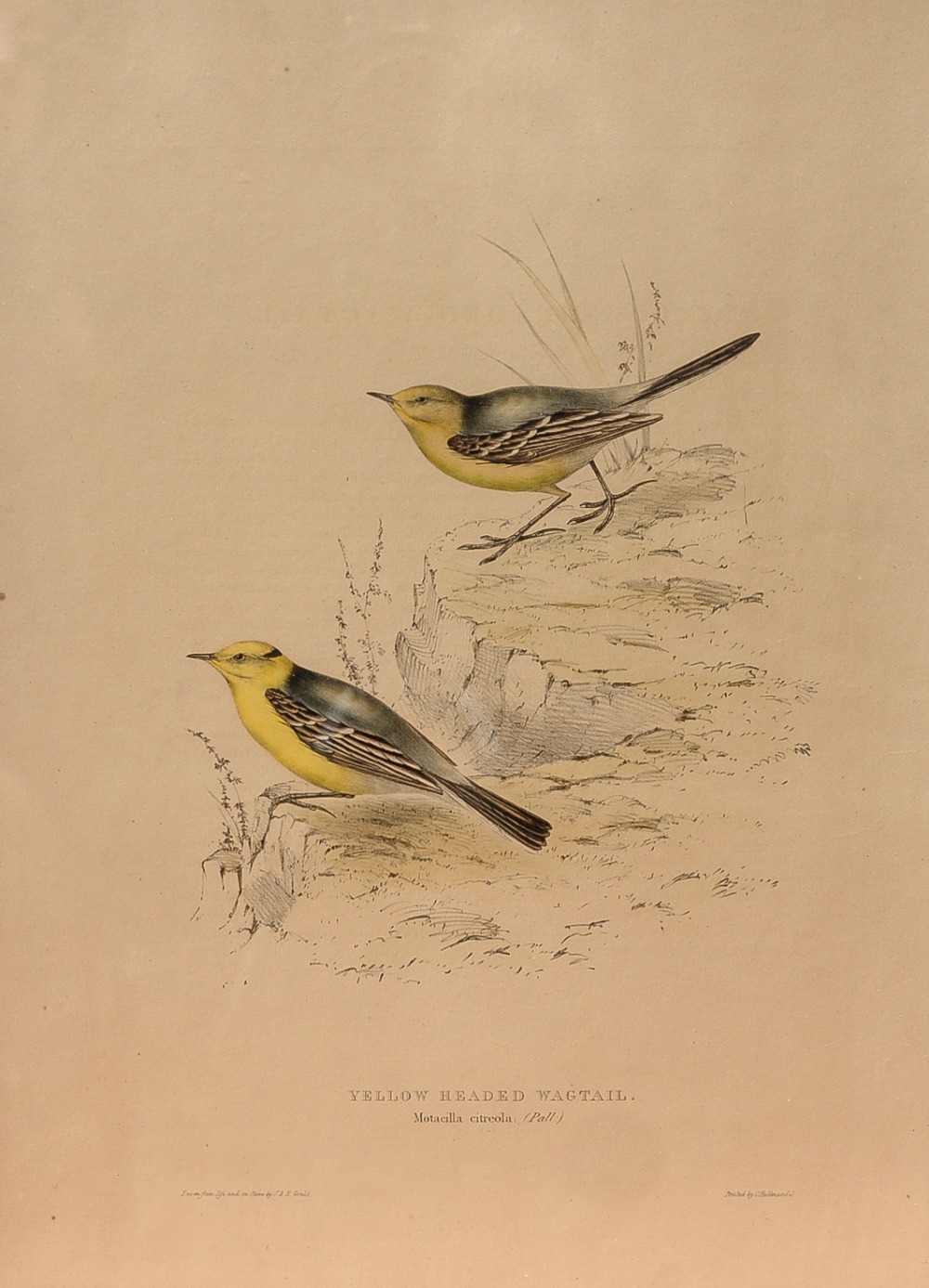 Natural History interest: One framed hand-coloured lithograph by John Gould and Elizabeth Gould,