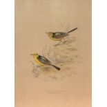 Natural History interest: One framed hand-coloured lithograph by John Gould and Elizabeth Gould,