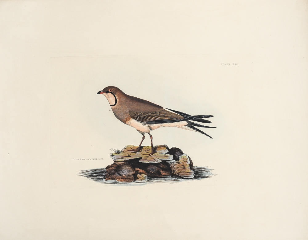 Natural History interest: Prideaux John Selby (1788-1867),
