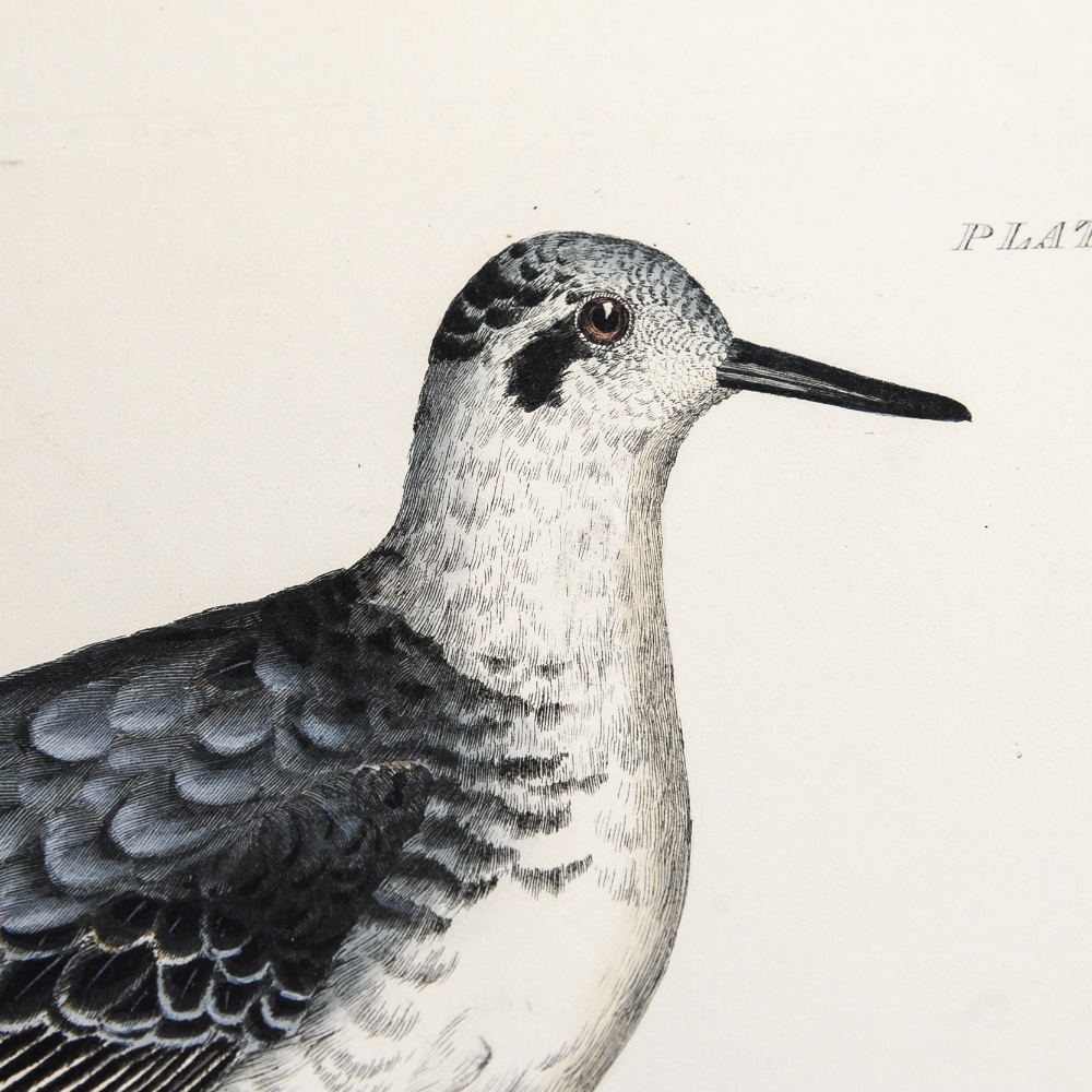 Natural History interest: Prideaux John Selby (1788-1867), - Image 3 of 4