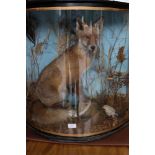 Taxidermy interest: A juvenile fox in bow fronted perspex cabinet.