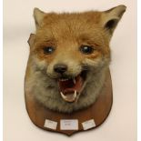 A Taxidermy Fox head,