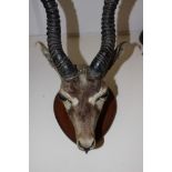 An Antelope head/horns mounted on wooden shield possibly on onyx