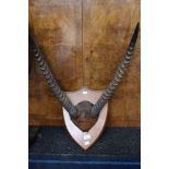 Mounted Ibis horns - mounted on a wooden shield (1)