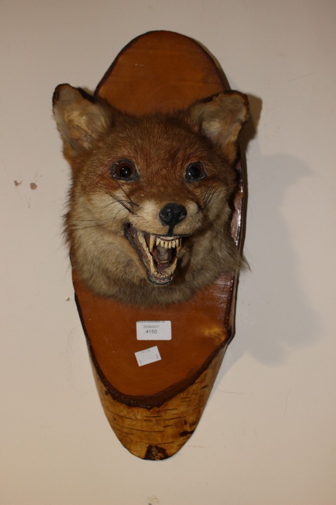 A fox head mounted on a silver birch plaque