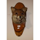 A fox head mounted on a silver birch plaque