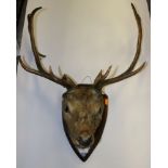 Taxidermy Stags head,