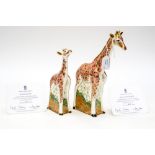 Royal Crown Derby first quality Masai Giraffe, limited edition 317/950, with Masai Baby Giraffe,