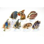 Seven Royal Crown Derby Tropical Fish, including Pacific Angel Fish,