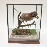 A taxidermy Jay mounted naturalistically