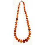 A graduated faceted amber bead necklace on white metal clasp,