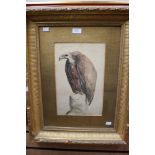 Late-19th/early-20th century watercolour study of a vulture, signed G. R. Ashton. Framed & glazed.