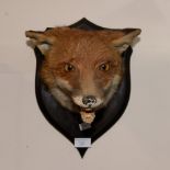 Taxidermy interest - a Fox's mask, mounted on a shield,