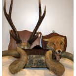 Taxidermy Interest, To Include A Foxes Head On Trophy Board Together With Three Mounted Horns