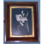 Large Pietra Dura Antique Plaque Depicting A White Orchid On Black Ground, Gilt Mount, Walnut Frame,