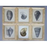 Six plates of large sea shells by various artists, mounted in hand-finished distressed frames,