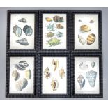 Six plates of different types of sea shells by various engravers,