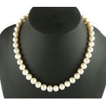 String of uniform cultured pearls, fitted with a gilt ball clasp, 44cm l