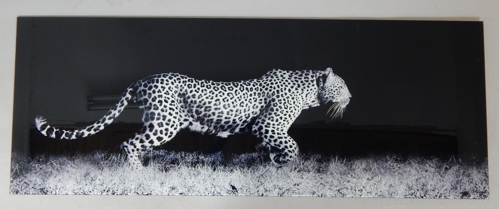 Contemporary monochrome photograph on glass of a stalking leopard,